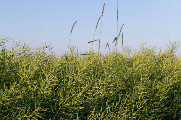 faded green rapeseed pods with seeds