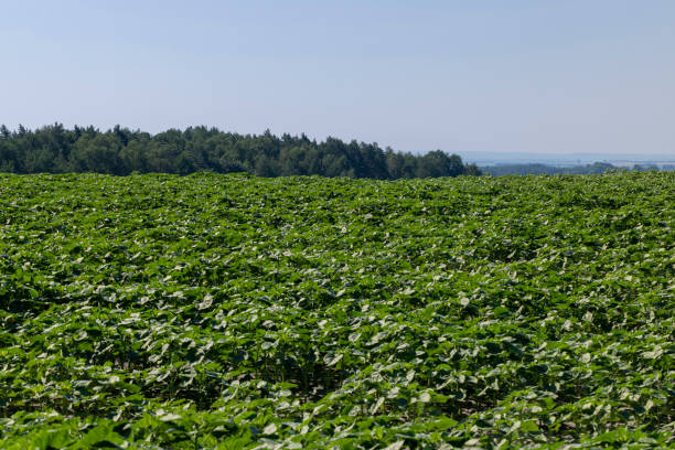 istock young sunflower plants in the field 1432405008