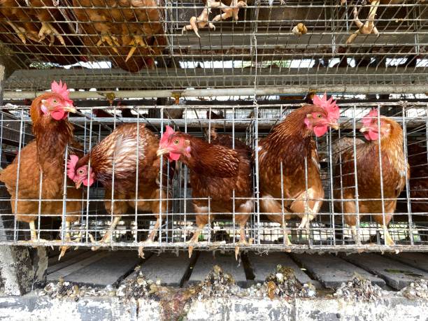 Layer Brown Chickens in Cage Battery, Poultry Industry