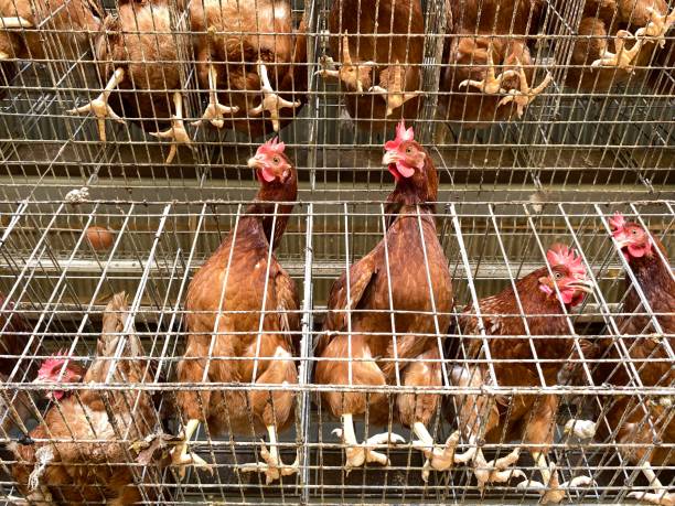 istock Layer Brown Chickens in Cage Battery, Poultry Industry 1432405239