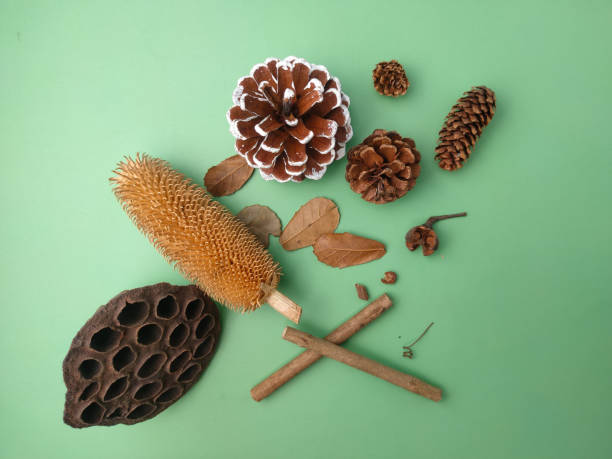 Top view dry plant,Thistle and cones  on a green background.