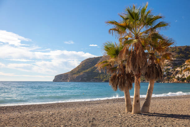 istock Costa Tropical- beach and palm tree in Spain 1432407059