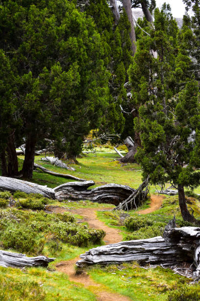 trilha de caminhada em muros do parque nacional de jerusalém - parque nacional das muralhas de jerusalém - fotografias e filmes do acervo