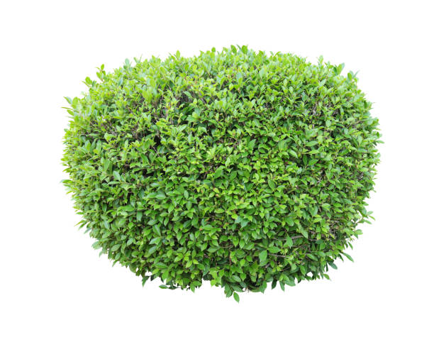istock Tropical plant flower bush shrub tree isolated on white background with clipping path 1432410480