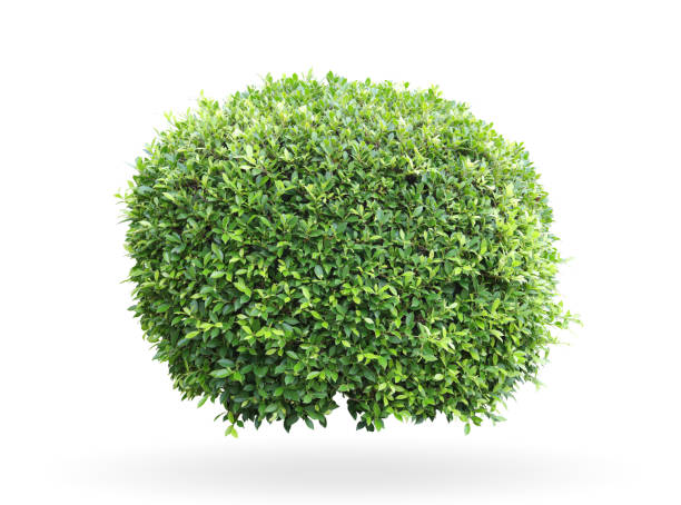 istock Tropical plant flower bush shrub tree isolated on white background with clipping path 1432410500