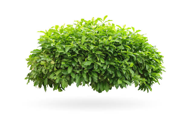 istock Tropical plant flower bush shrub tree isolated on white background with clipping path 1432410510