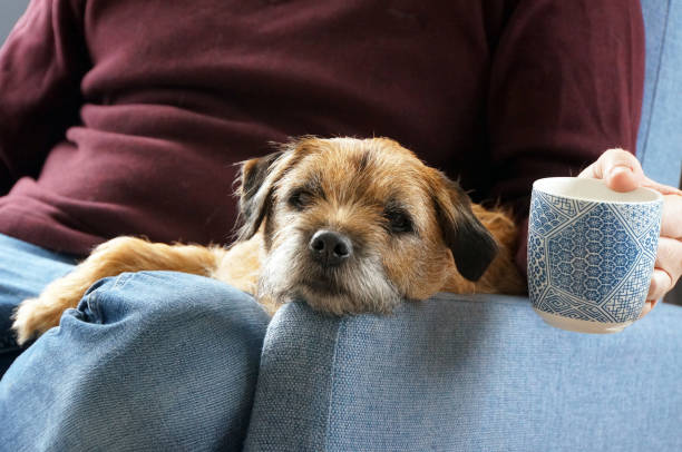 Pet Border Terrier dog A cute border terrier dog sharing a coffee break on a lounge chair with his male owner. border terrier stock pictures, royalty-free photos & images