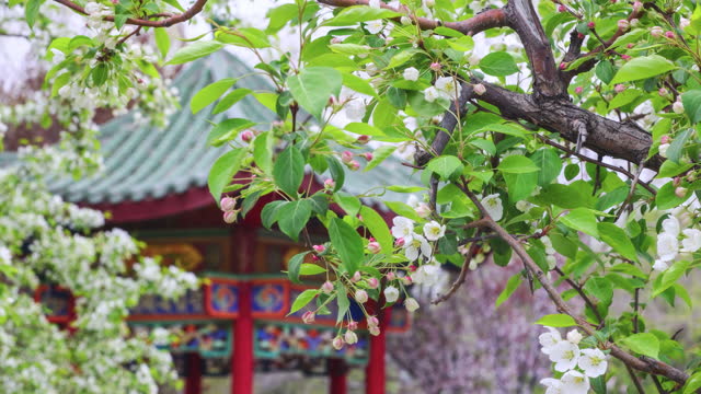Pear flowers in Lhasa Park are in full bloom