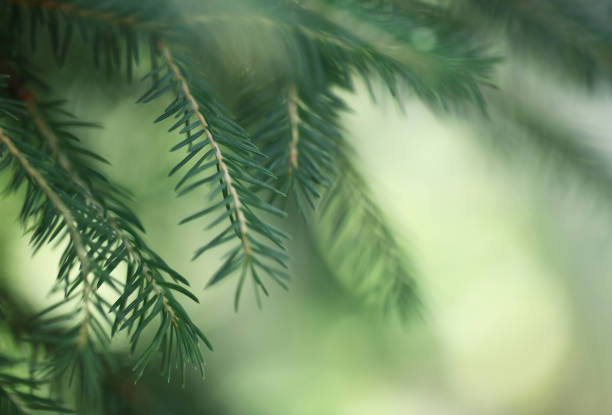 istock Green twigs of coniferous tree on soft background. 1432411059