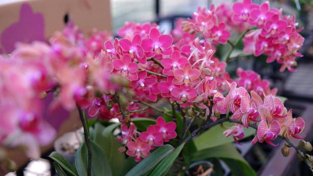 belles fleurs d'orchidée - dendrobium photos et images de collection