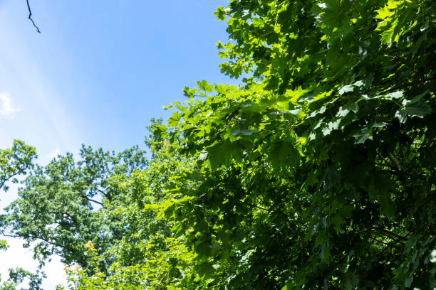 istock Trees growing in the forest in the summer 1432413937