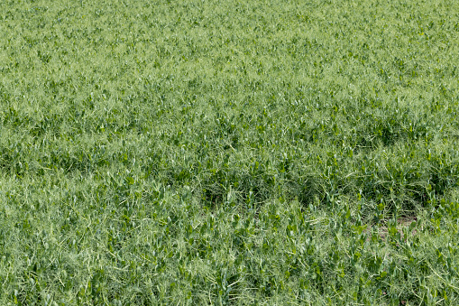 An agricultural field where green peas grow during flowering, a large number of pea plants on a farmer's field in summer