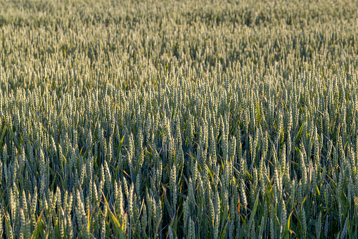 An agricultural field where cereals are grown to harvest grain, a wheat field with unripe wheat in the middle of summer