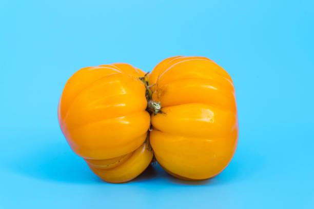 Ugly vegetables concept. Tomatoes of various unusual shapes on a blue minimal background. A metaphor for imperfection, the female body, the art of photography and form. Ugly vegetables concept. Tomatoes of various unusual shapes on a blue minimal background. A metaphor for imperfection, the female body, the art of photography and form. High quality photo misshaped stock pictures, royalty-free photos & images