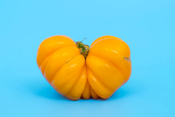 Ugly vegetables concept. Tomatoes of various unusual shapes on a blue minimal background. A metaphor for imperfection, the female body, the art of photography and form. Ugly vegetables concept. Tomatoes of various unusual shapes on a blue minimal background. A metaphor for imperfection, the female body, the art of photography and form. High quality photo misshaped stock pictures, royalty-free photos & images