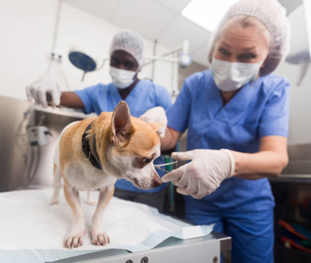 istock Dog on the operating table and doctor in a veterinary clinic 1432416363