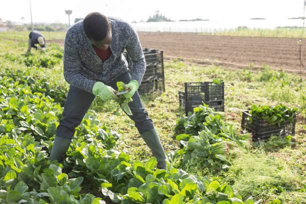 istock African American worker harvesting spinach 1432416978