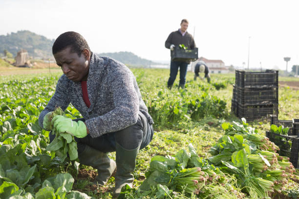 istock Men horticulturists picking harvest of green spinach 1432416982