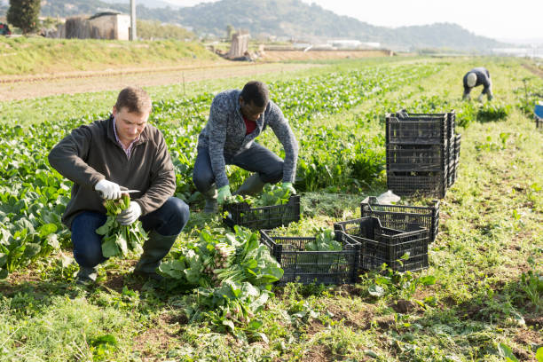 istock Workers clean ripe spinach and put in boxes on field 1432416995