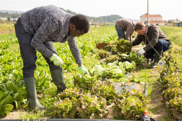 istock Farmers harvesting leaf lettuce 1432417048