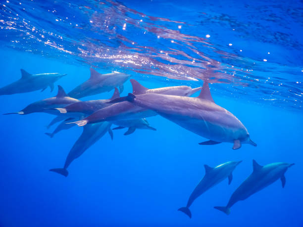 many dolphins breath on the surface in clear blue water