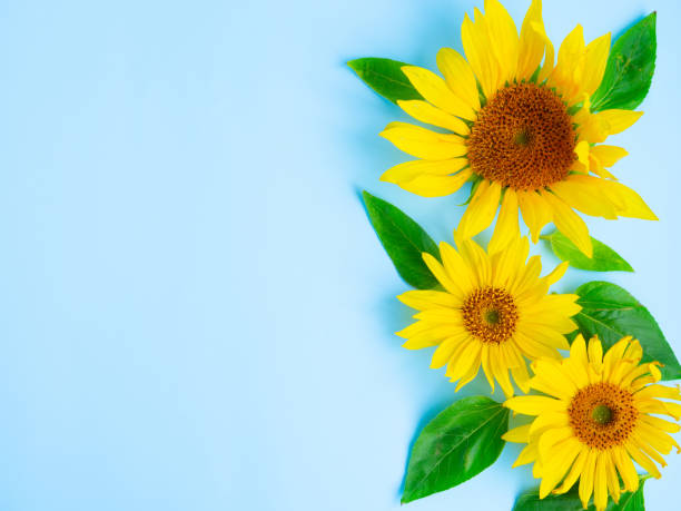 istock Beautiful sunflowers on a blue background. view from above. background with copy space. 1432417676
