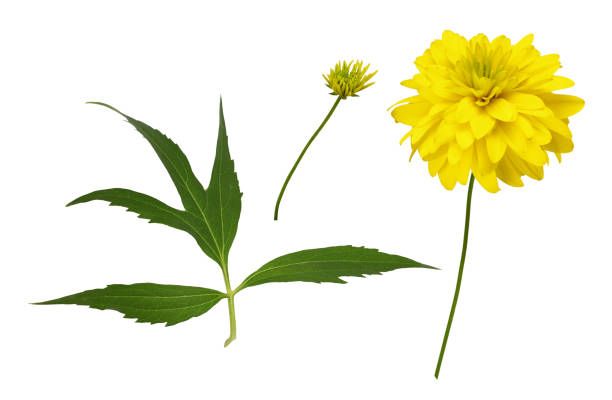 Set of yellow dissected rudbeckia flower leaf and bud isolated Set of yellow dissected rudbeckia flower leaf and bud isolated on white dissected flower stock pictures, royalty-free photos & images