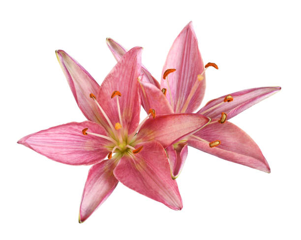 istock Two coral lily flowers isolated on white 1432417738