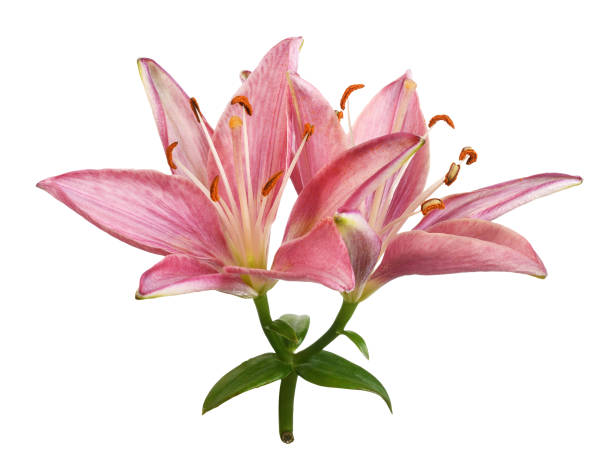 istock Pink lily flowers isolated 1432417741