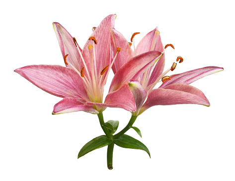 Pink lily flowers isolated on white
