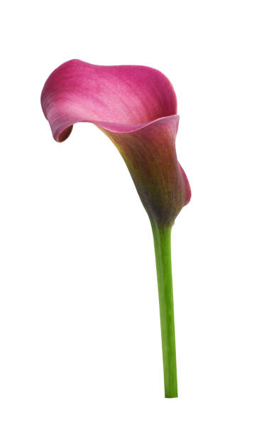 istock Pink flower of calla (Zantedeschia) isolated 1432417748