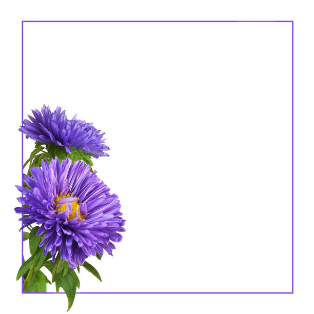 Purple aster flowers in a corner arrangement with frame isolated on white background