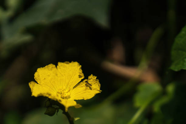 yellow pumpkin flowers
