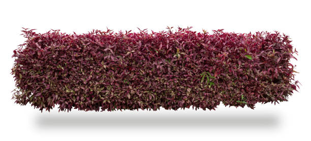 istock Tropical plant flower bush shrub tree isolated on white background with clipping path 1432418451