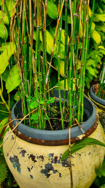 Water Bamboo plant or Equisetum Hymale in a pot. Equisetum Hymale or Lucky Bamboo as ornamental plants at home. horsetail bamboo stock pictures, royalty-free photos & images