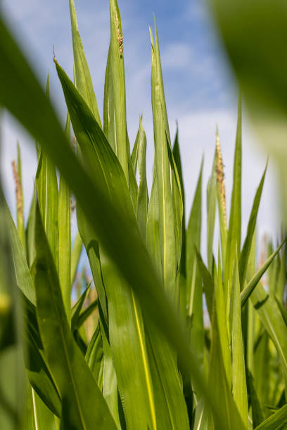 istock Green corn in a field in the sunny summer season 1432420426