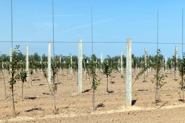 An apple orchard with a large number of young trees, an apple orchard for harvesting apples and making food