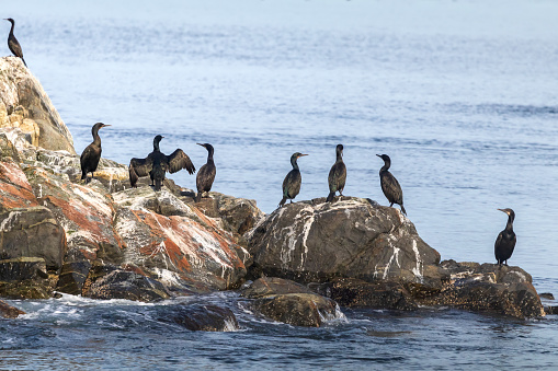 A group of Cormorants along the rocky shoreline.