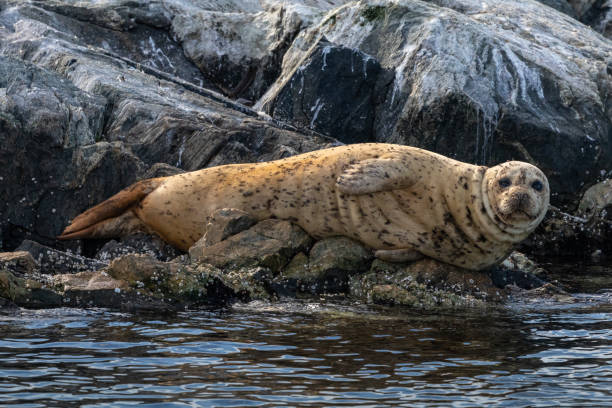 Sealion resting along the rocky shoreline of southern Vancouver Island.