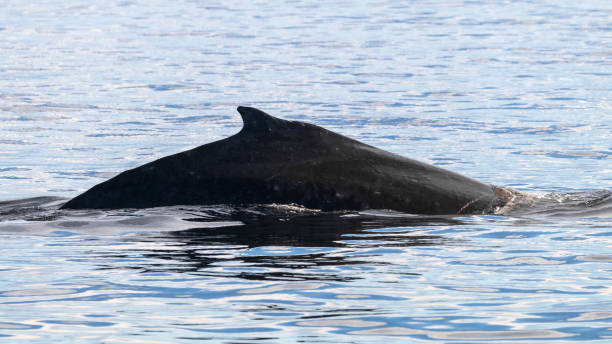 istock Humpback Whale Along The Coast 1432420616