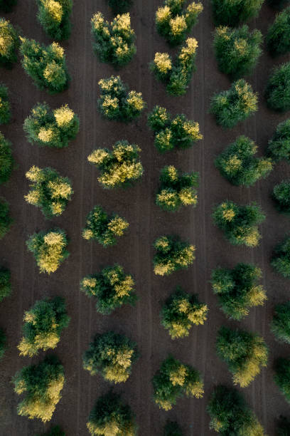 istock Rows of olive trees seen from above 1432420808