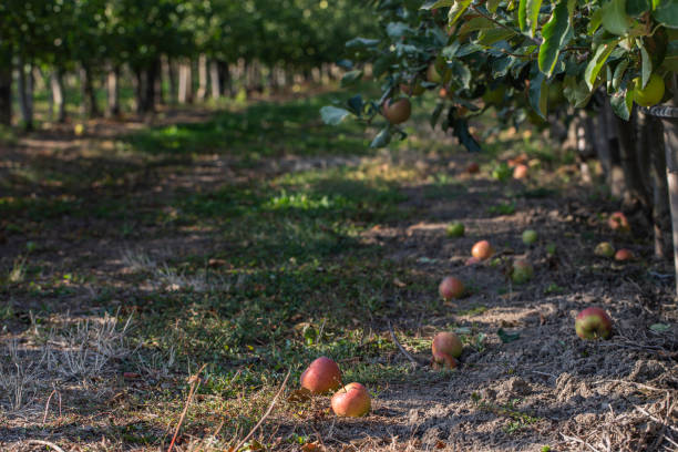 istock Apple orchard with ripe fruits 1432421886