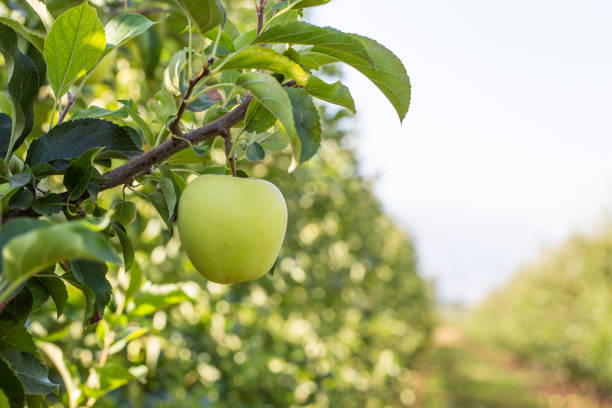 istock Apple orchard with ripe fruits 1432421888