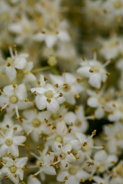 istock Sambucus nigra growing in meadow, close up 1432421902