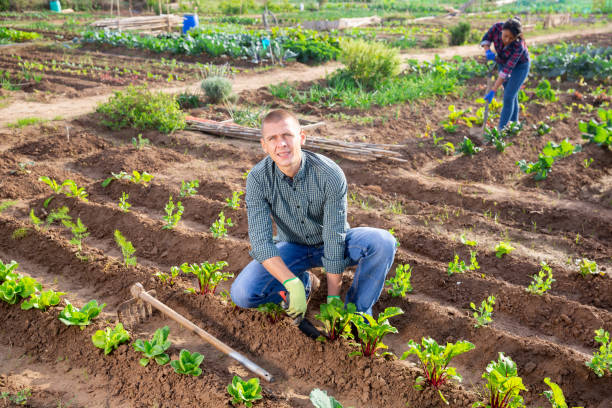 istock Man checks young beets in organic plantation 1432424737