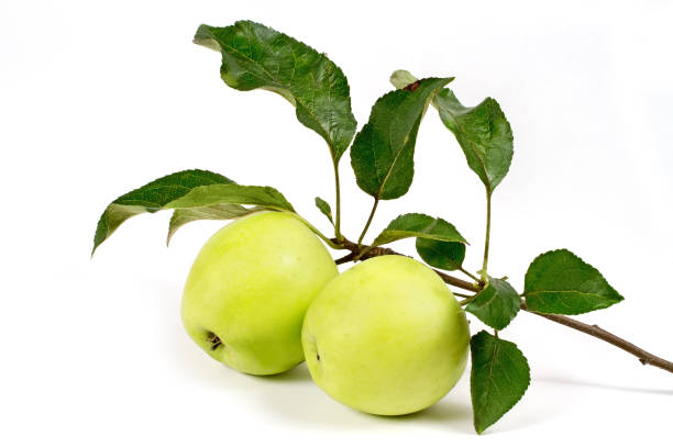 istock Green apples with a branch and leaves on a white background. 1432427947