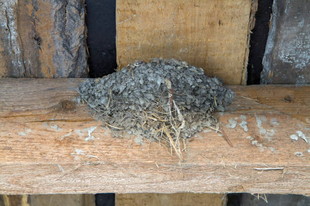 istock Swallow's nest on wooden beams under the roof. 1432428073