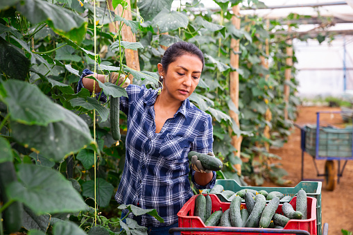 Experienced hispanic female greenhouse worker harvesting cucumbers