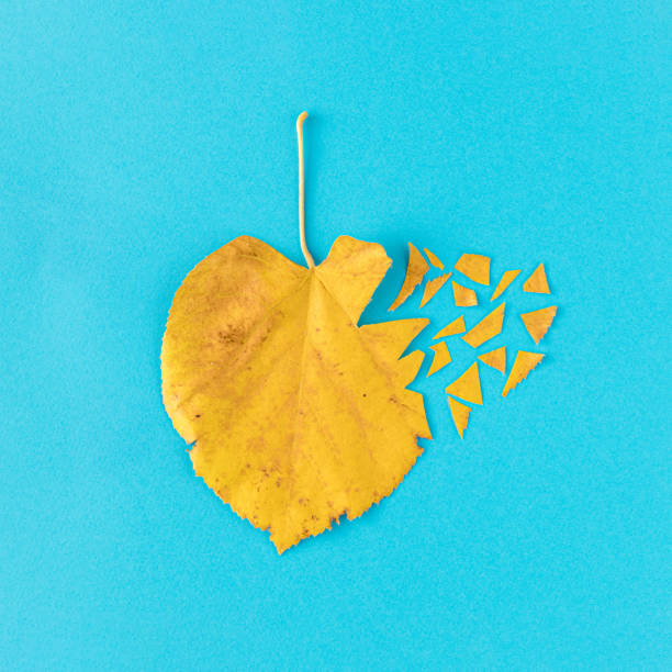 Creative love composition with dry leaf cut into pieces on light blue background. Minimal autumn love concept.