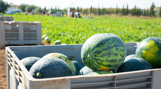 Crate full of freshly picked ripe watermelons standing at farm field, harvesting season